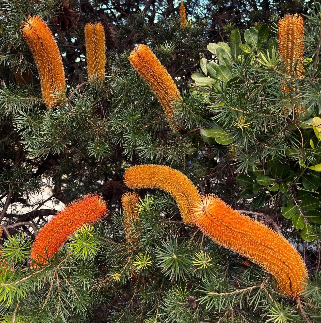 Banksia (Various Species)