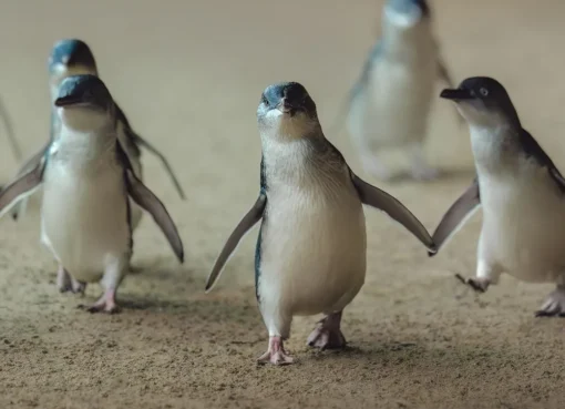 Discover the Wonders of Phillip Island