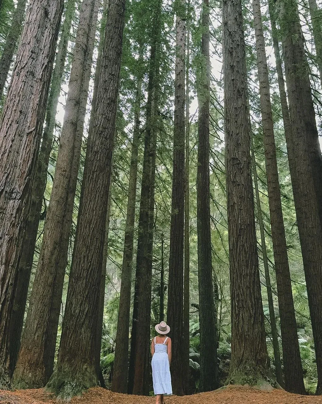 Great Otway National Park
