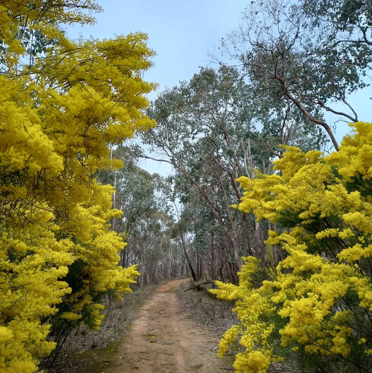 Grose Valley Wattle (Acacia linearifolia)