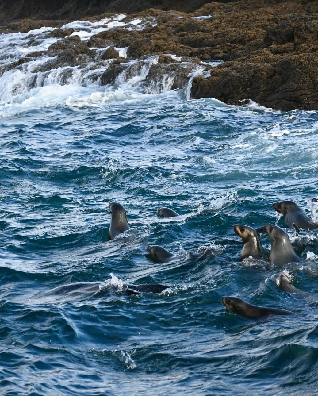 Seal Rocks, Phillip Island