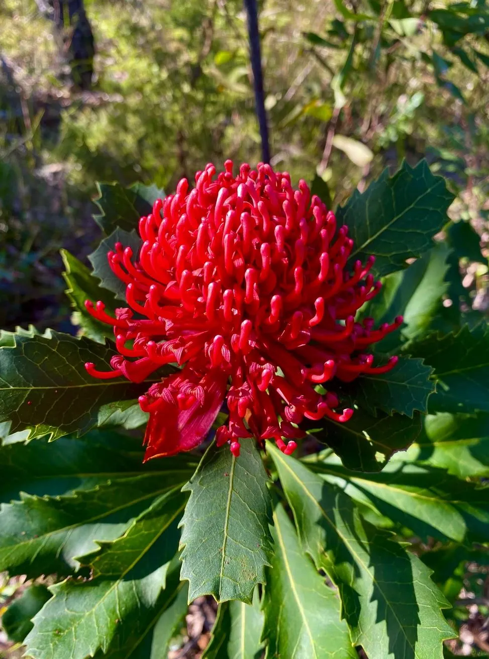 Waratah (Telopea speciosissima)