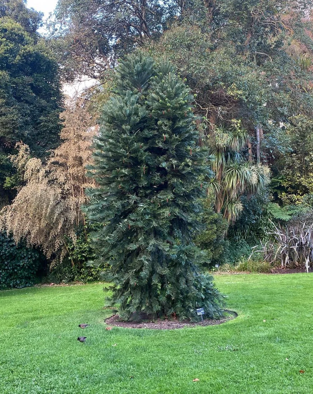Wollemi Pine