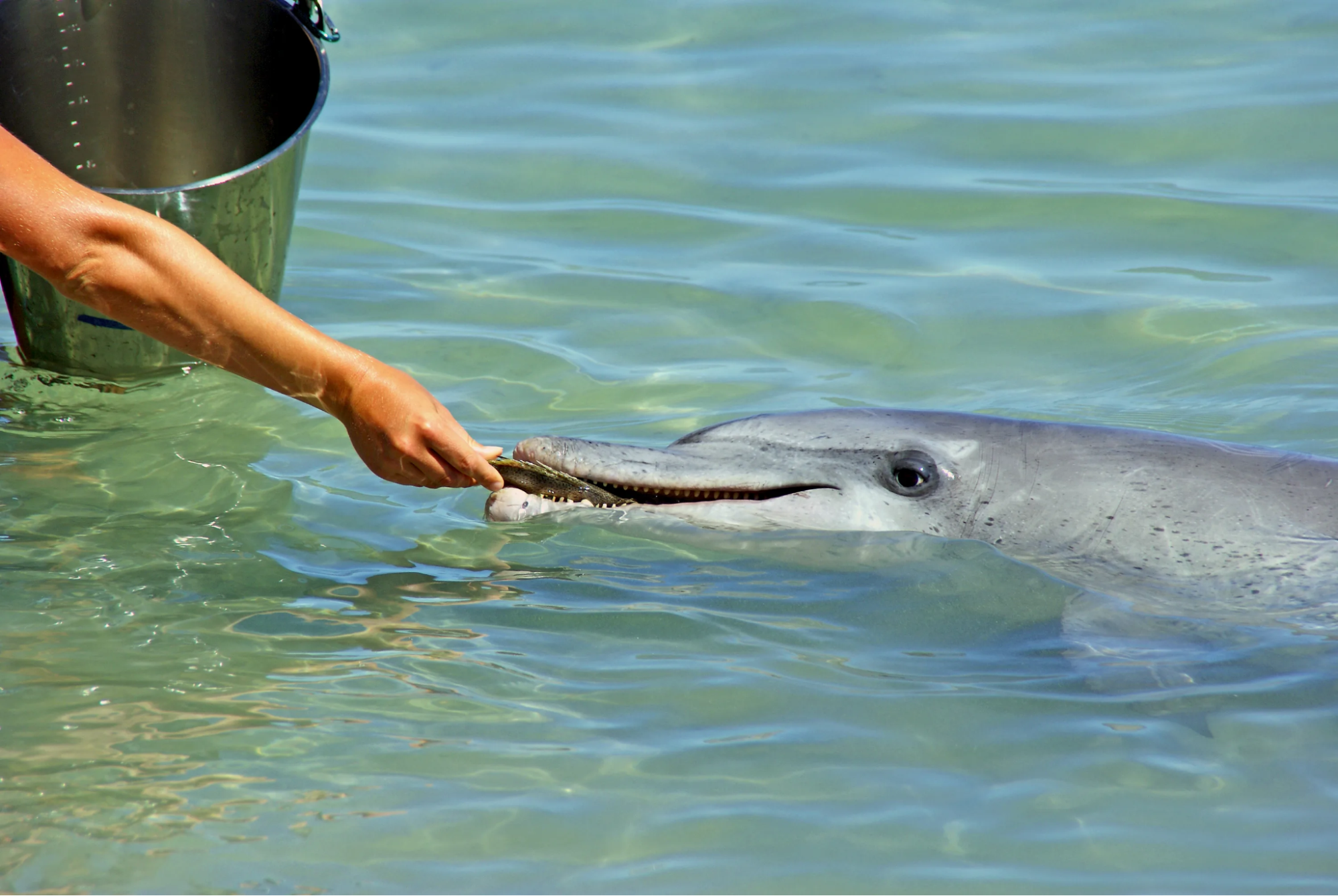 Pop Collecting | Explore Monkey Mia: Dolphin Encounters & Adventure in Western Australia's Paradise