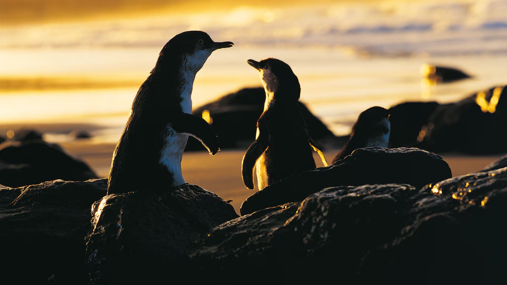 Embark on an Unforgettable Penguin Island Adventure with Expertly Guided Tours