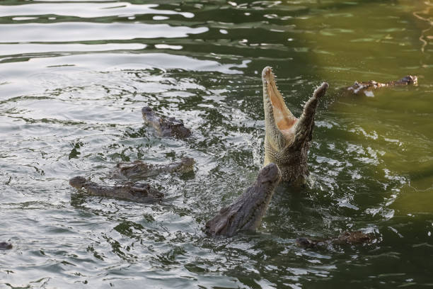 Explore the World of Jumping Crocodiles on a Thrilling Safari Cruise