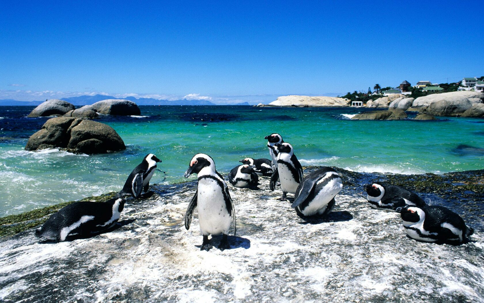 Pop Collecting | Explore Penguin Island: Pristine Wildlife and Tranquil Adventures Await