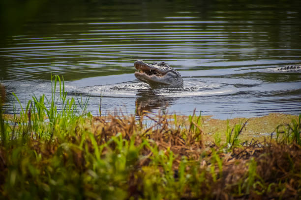 Exploring Crocodile Presence in Victoria, Australia: Myth or Reality?