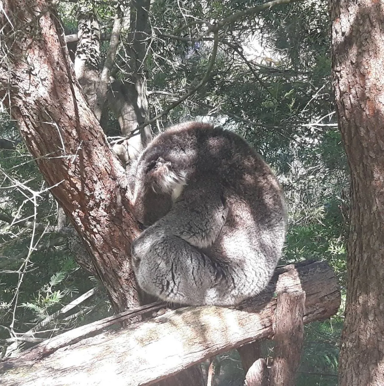 koala, Koala Conservation Reserve